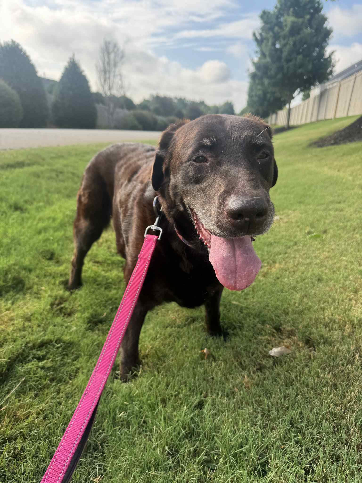 adoptable Dog in Greenville, SC named Peach Fuzz