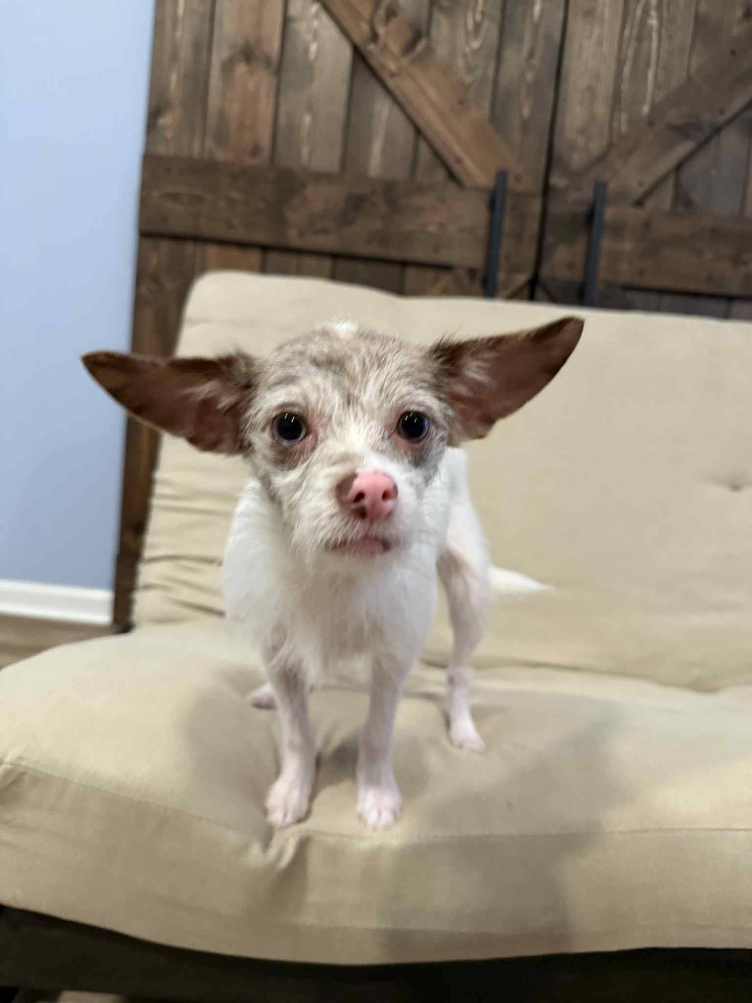 adoptable Dog in Greenville, SC named Alta