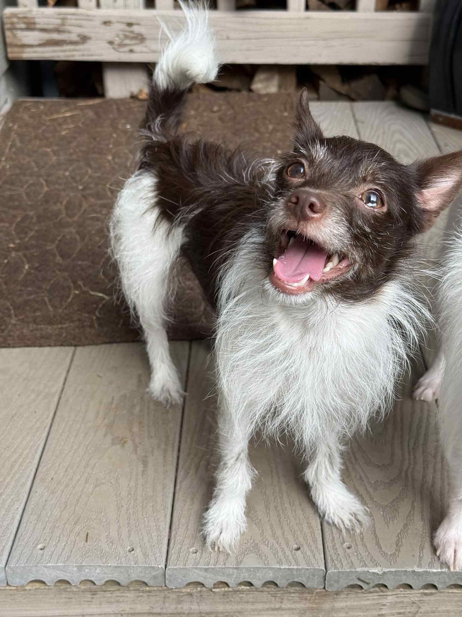 adoptable Dog in Greenville, SC named Taos
