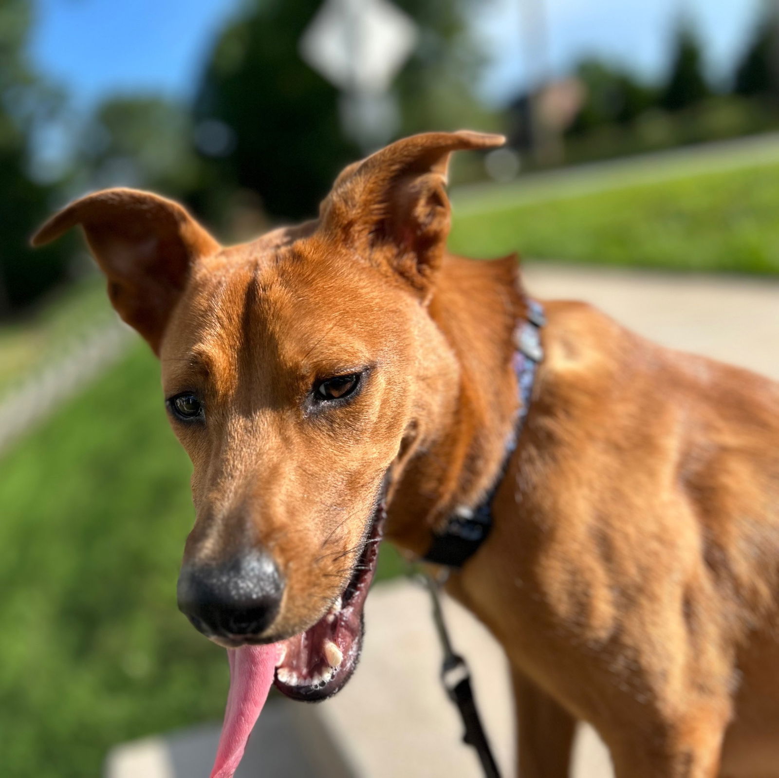 adoptable Dog in Greenville, SC named Jakobi
