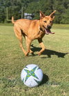 Jakobi - Photo 2