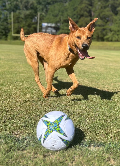 JAKOBI - Carolina Dog available for adoption