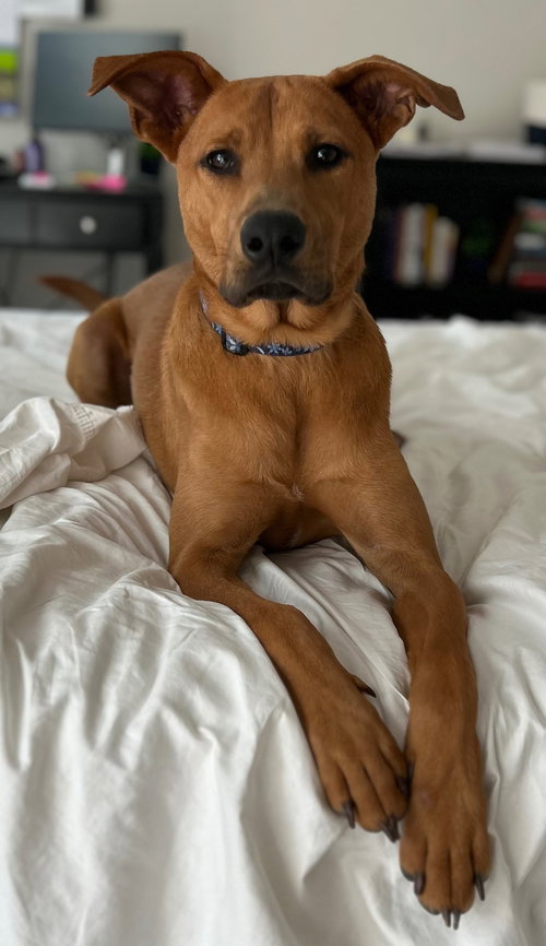 JAKOBI - Carolina Dog available for adoption