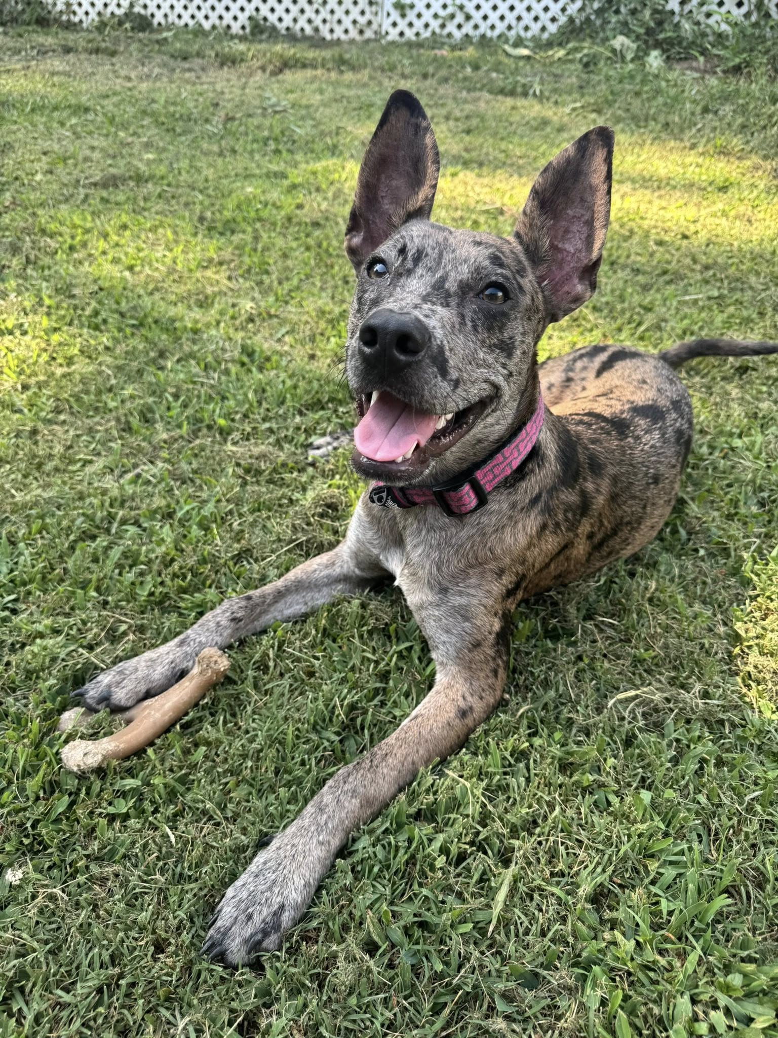 adoptable Dog in Greenville, SC named Chase