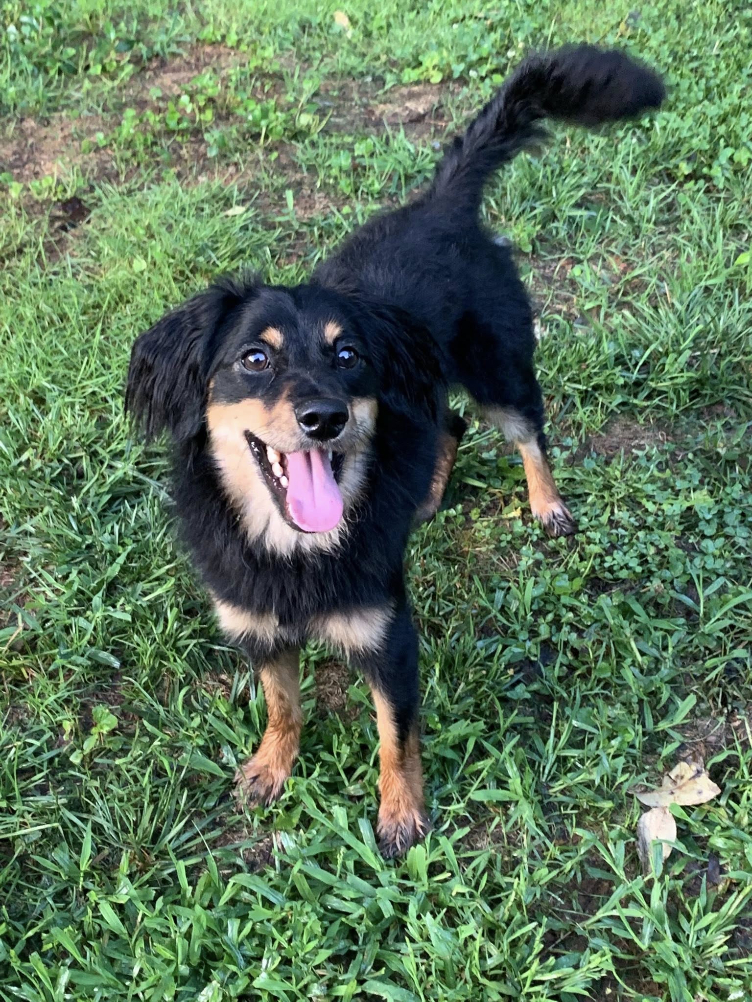 adoptable Dog in Greenville, SC named Maverick
