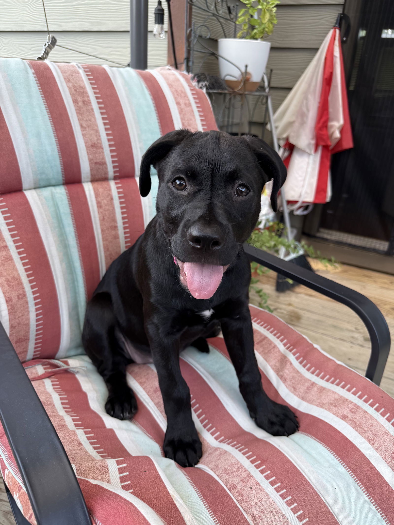 adoptable Dog in Greenville, SC named Poptart