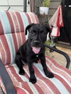 adoptable Dog in greenville, SC named Poptart