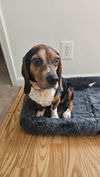 adoptable Dog in greenville, SC named Bo