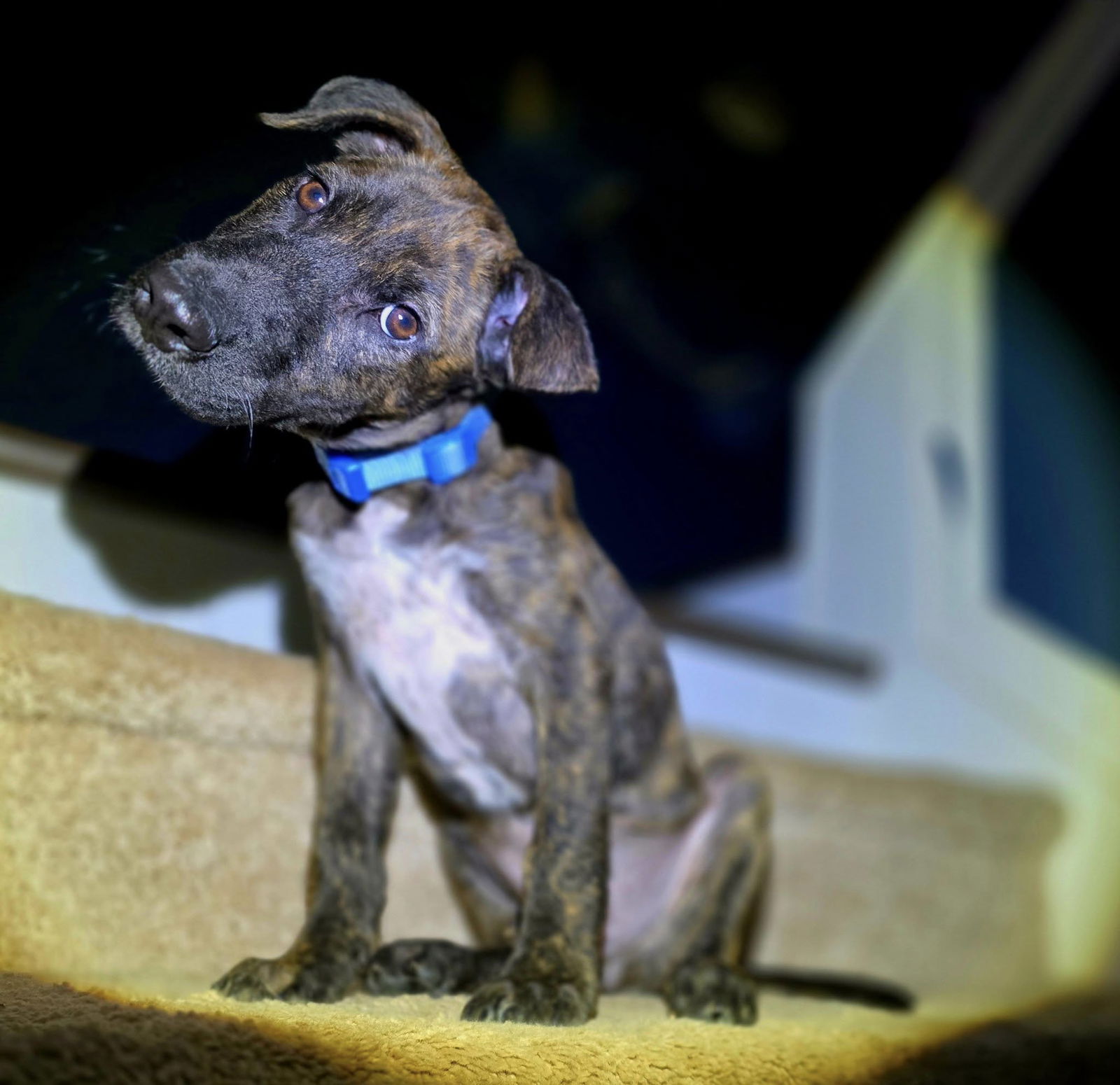 adoptable Dog in Greenville, SC named Kiri