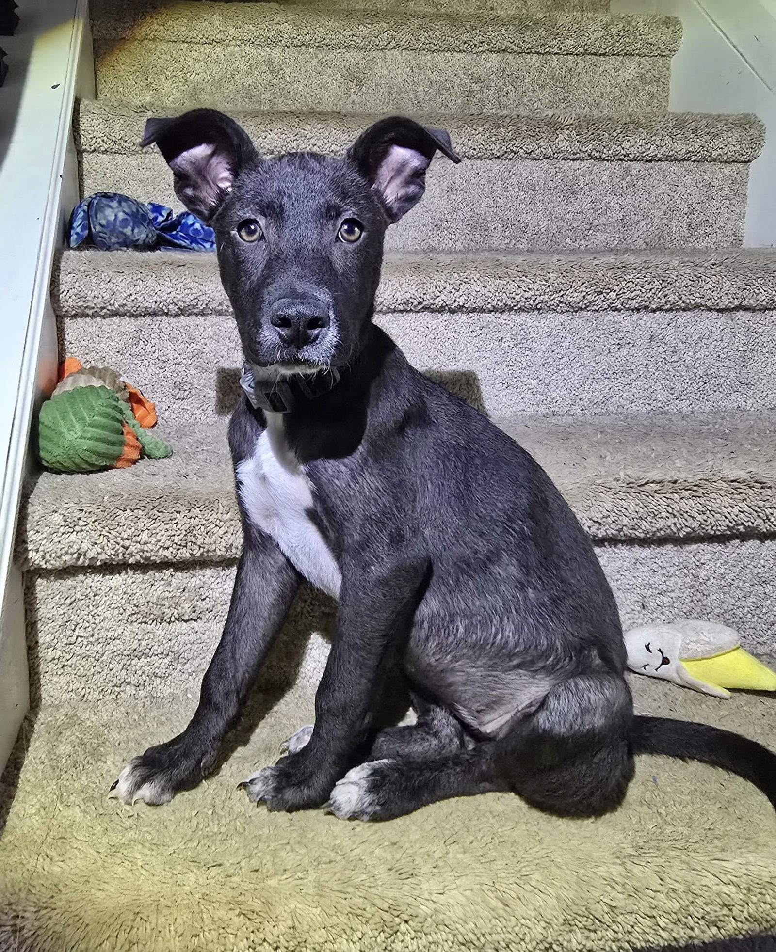adoptable Dog in Greenville, SC named Mina