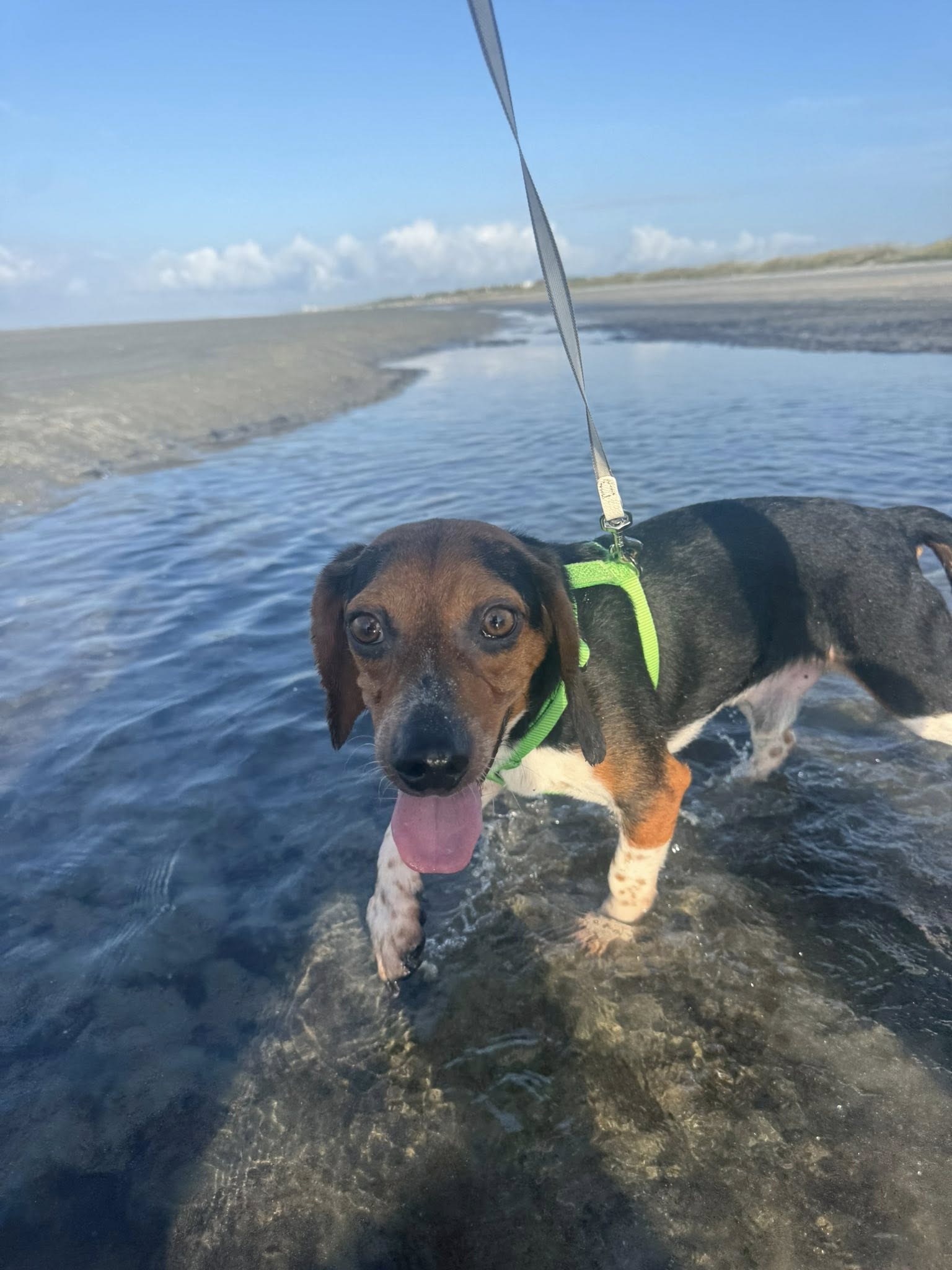 adoptable Dog in Greenville, SC named Luke