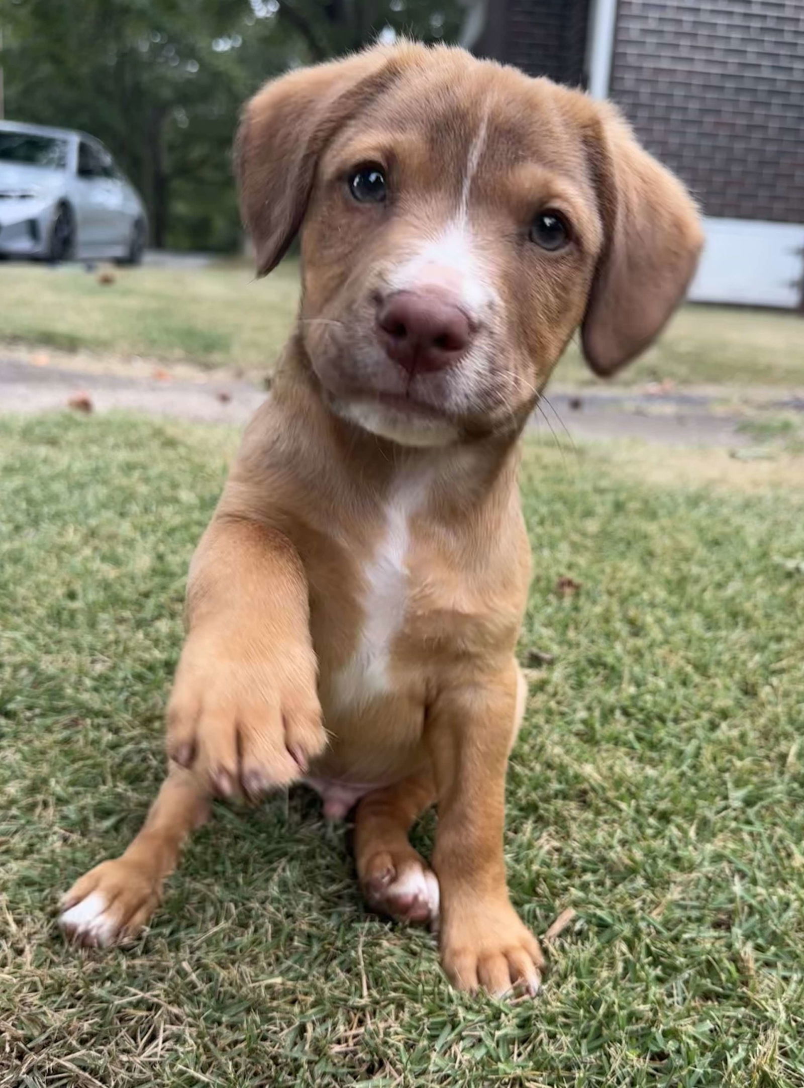 adoptable Dog in Greenville, SC named Tango