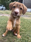 adoptable Dog in  named Tango