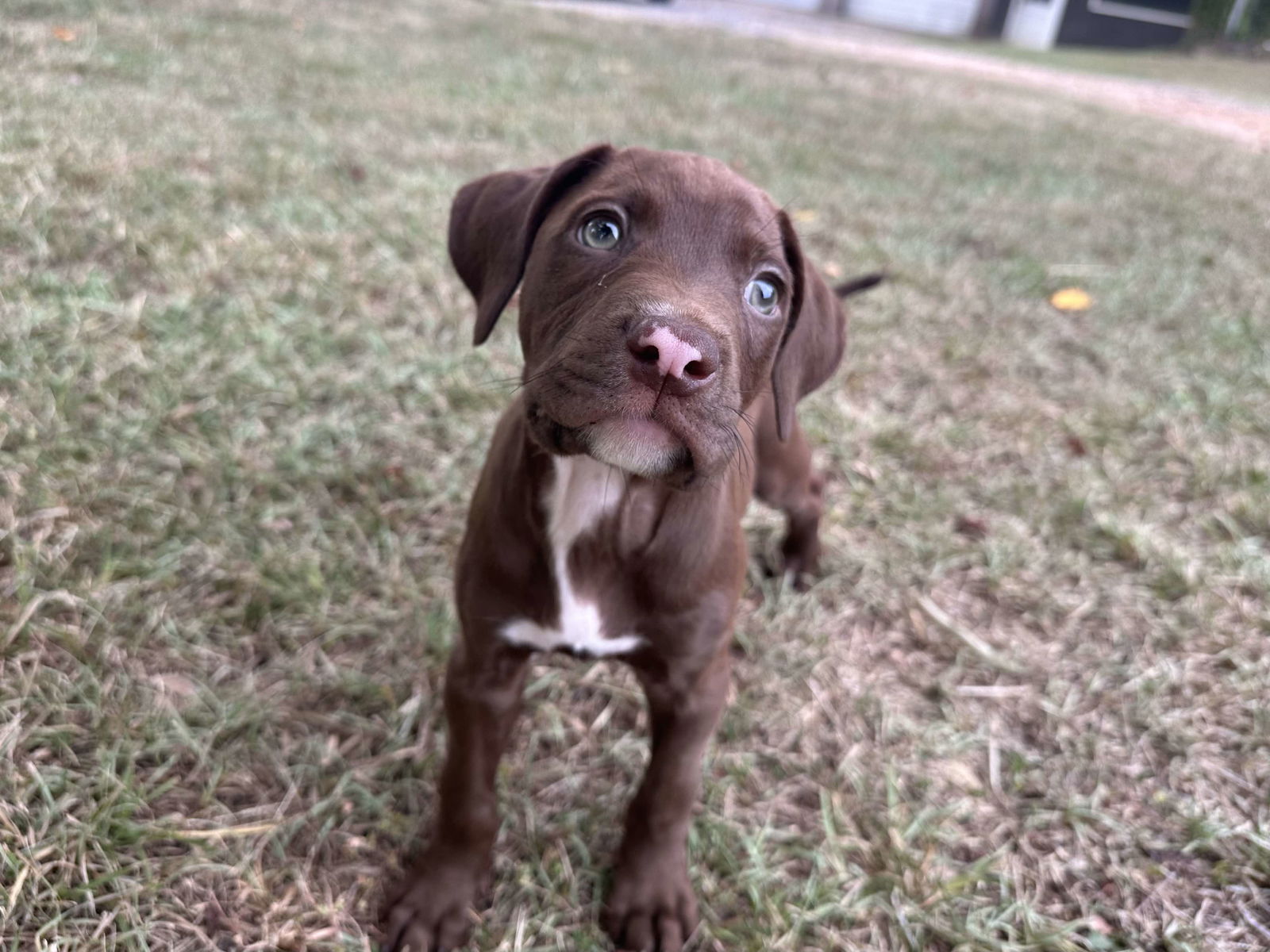adoptable Dog in Greenville, SC named Victor