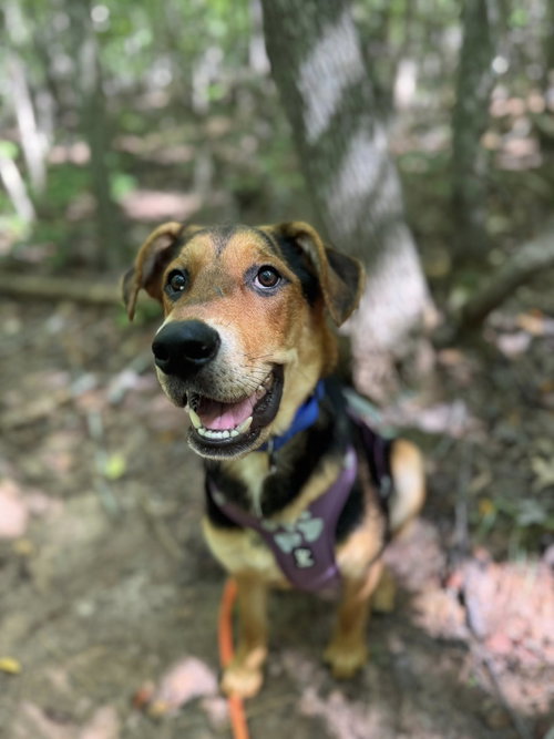 picture of the dog needing adoption