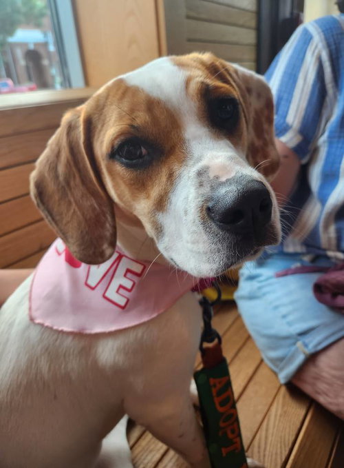 picture of the dog needing adoption