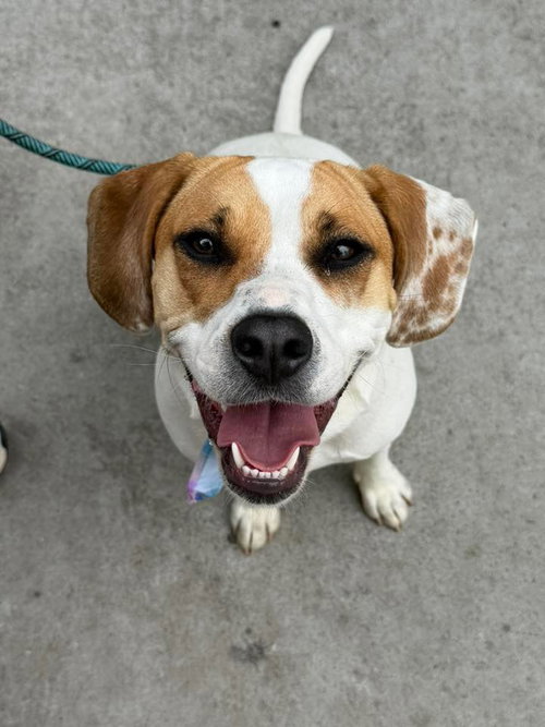 Aulait, an adoptable Hound in Greenville, SC