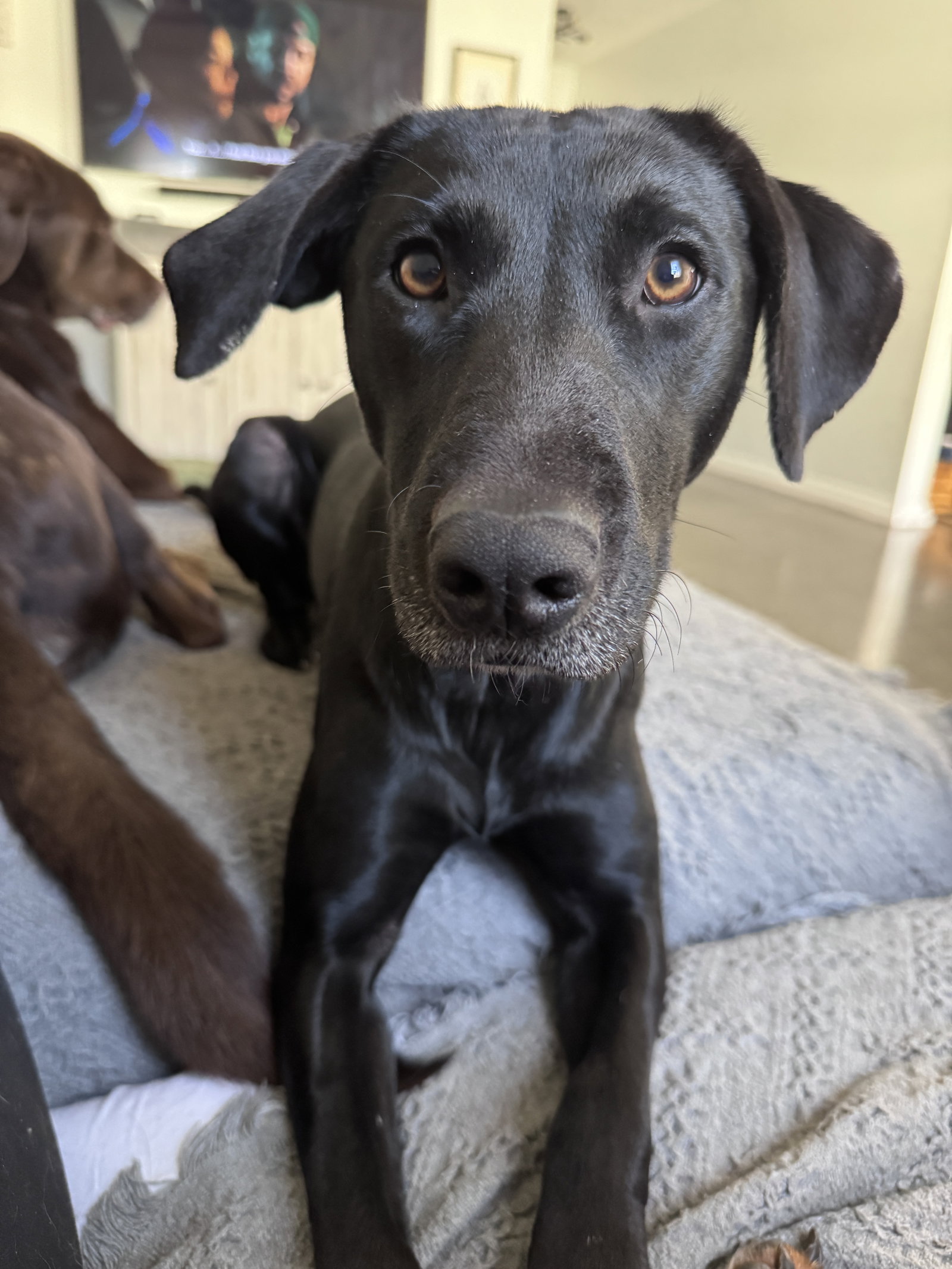 Lottie Image