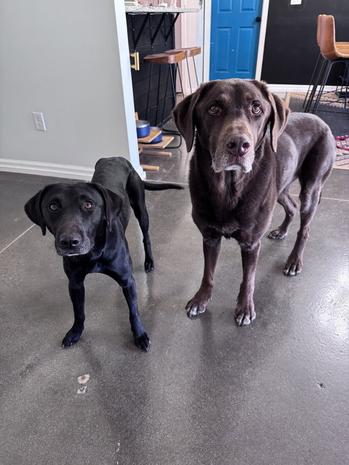LOTTIE - Labrador Retriever available for adoption