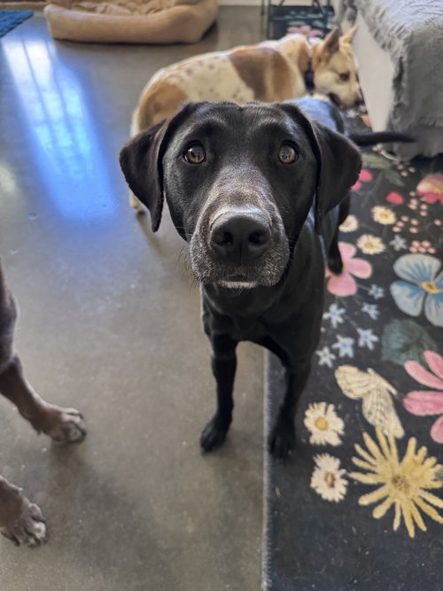 LOTTIE - Labrador Retriever available for adoption