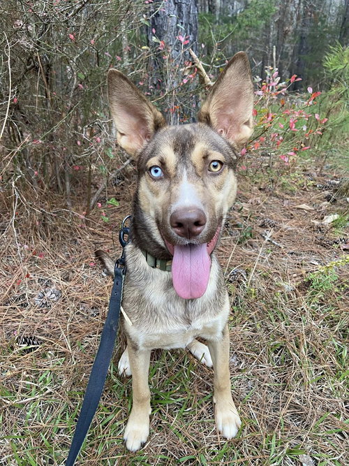 JUDY GEMSTONE - Shepherd available for adoption