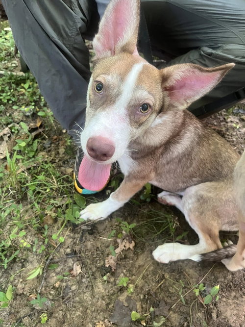picture of the dog needing adoption