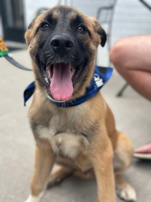 picture of the dog needing adoption