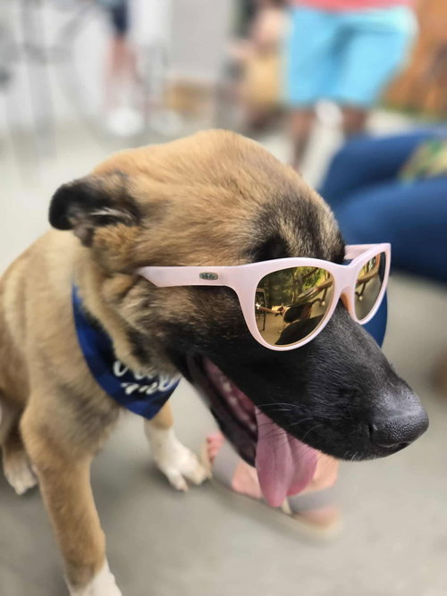 AUGGIE - Anatolian Shepherd available for adoption