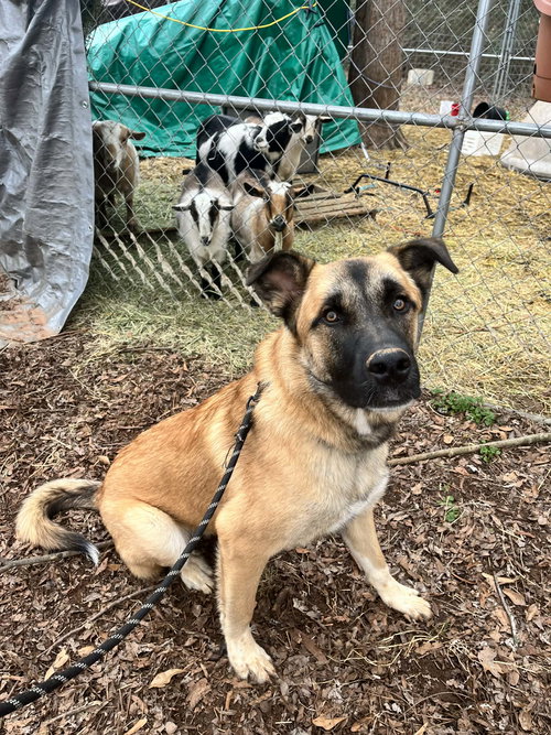 AUGGIE - Anatolian Shepherd available for adoption