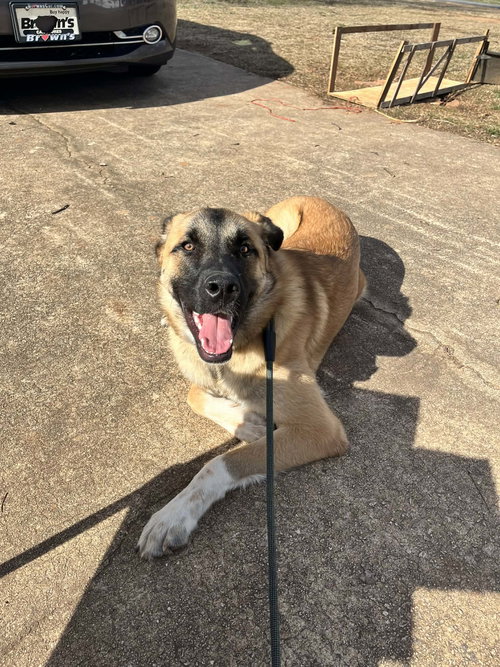 AUGGIE - Anatolian Shepherd available for adoption