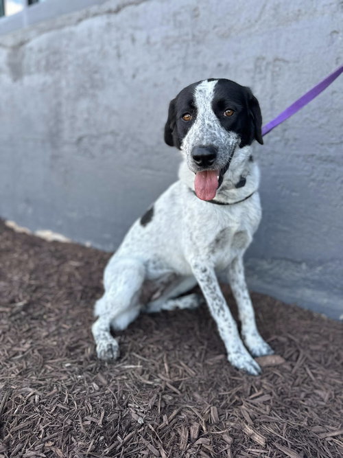 picture of the dog needing adoption