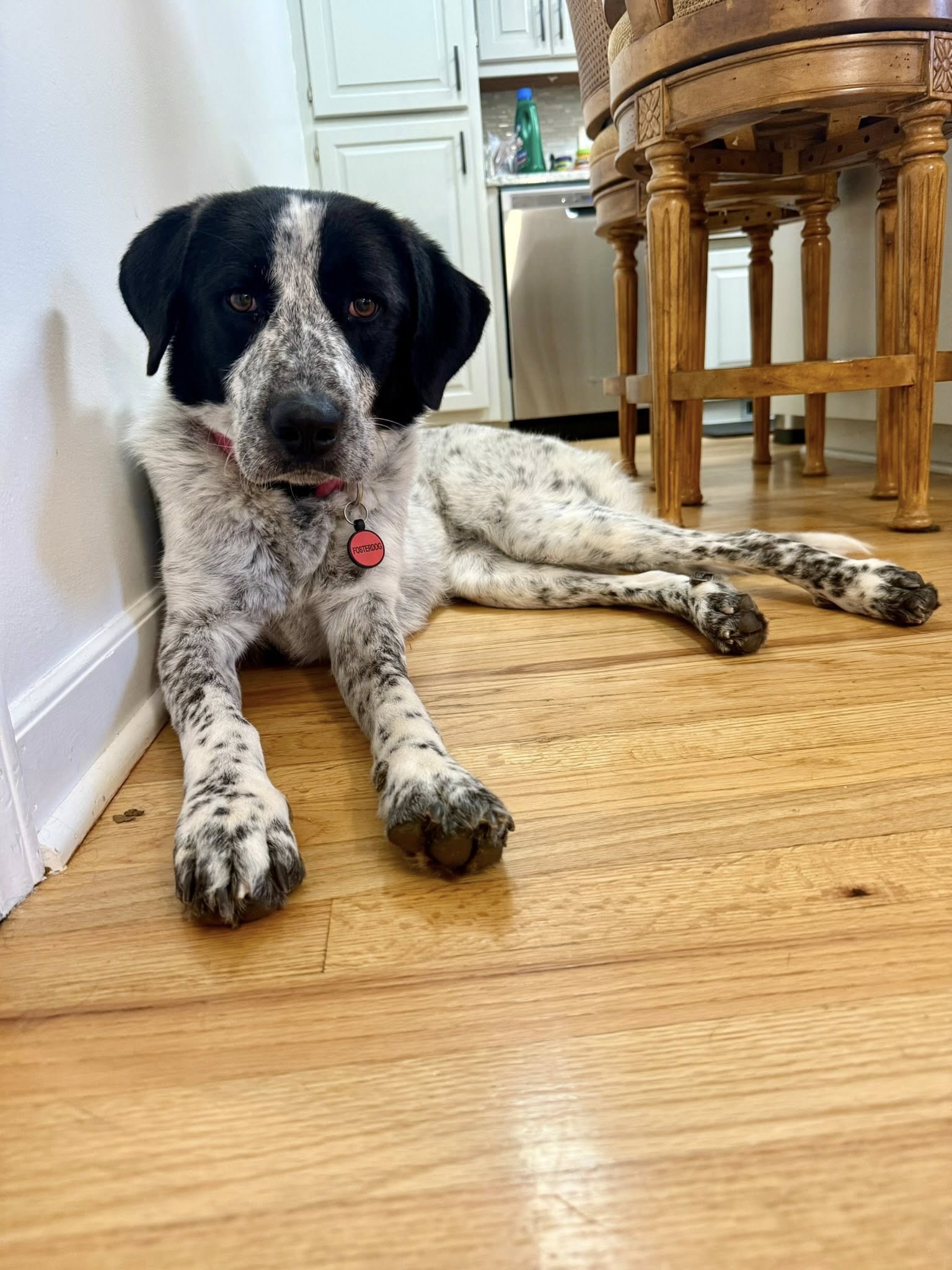 Lucy Image