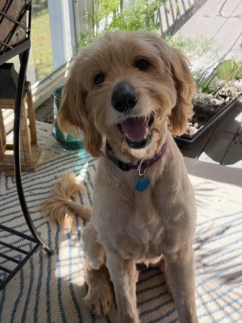 picture of the dog needing adoption