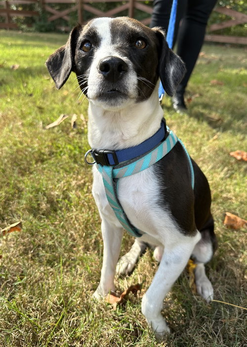 MOOKIE BLALOCK - Terrier available for adoption