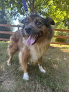 Peanut - Photo 1