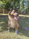 Peanut - Photo 2