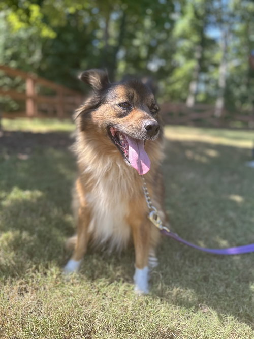 PEANUT - Shetland Sheepdog Sheltie available for adoption