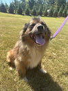 Peanut - Photo 3