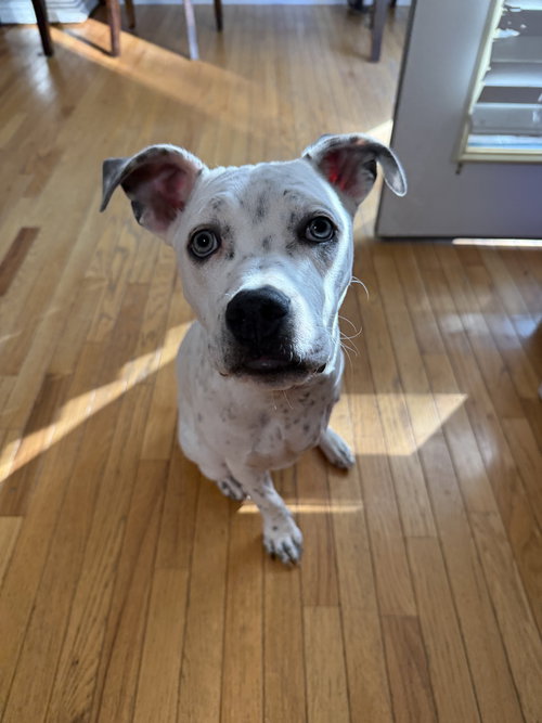 picture of the dog needing adoption