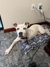 Susie - Photo 2