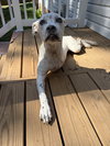 Susie - Photo 3