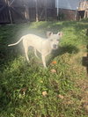 Susie - Photo 4