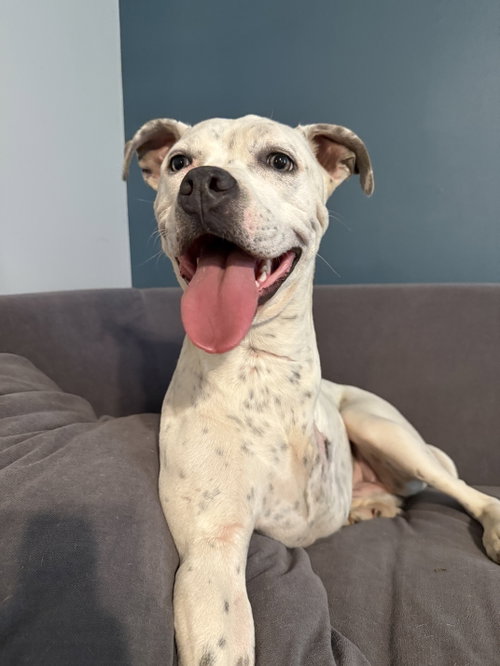 picture of the dog needing adoption