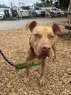 Trooper - Photo 1