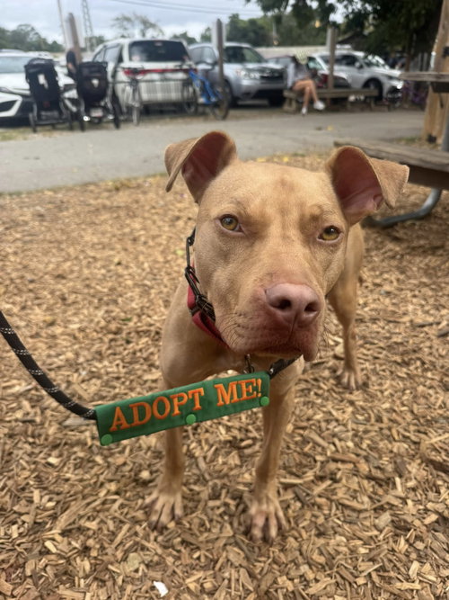 picture of the dog needing adoption