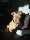 Trooper - Photo 3