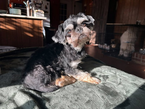 picture of the dog needing adoption
