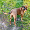 Maple - Photo 3