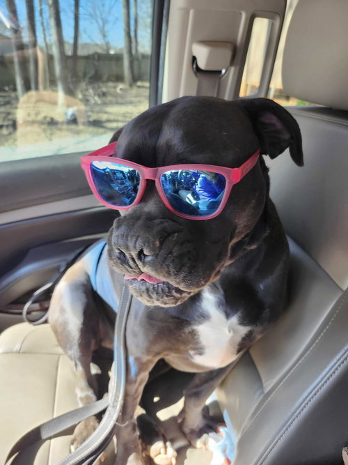 AVA - American Bulldog available for adoption