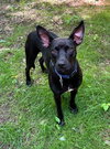 Brandy - Photo 2